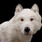 Mobile Preview: Weisser Polarwolf von vorn
